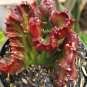 100 Pcs Lactea Bonsai