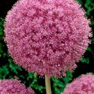 100 Pcs Allium giganteum Allium Flower Plants Beautiful Flower Plantas Balcony Potted