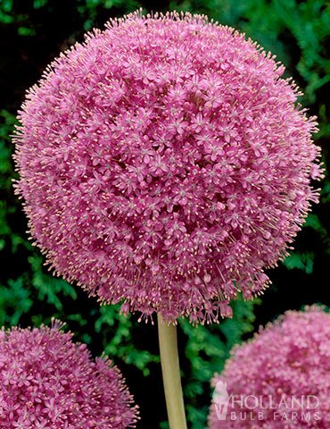 100 Pcs Allium giganteum Allium Flower Plants Beautiful Flower Plantas Balcony Potted