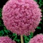 100 Pcs Allium giganteum Allium Flower Plants Beautiful Flower Plantas Balcony Potted