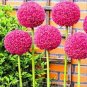 100 Pcs Allium giganteum Allium Flower Plants Beautiful Flower Plantas Balcony Potted