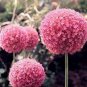 100 Pcs Allium giganteum Allium Flower Plants Beautiful Flower Plantas Balcony Potted