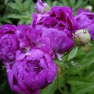 10 Pcs Precious China Peony Flower Bonsai Potted Flowers 10 Pcs Precious China Peony Flower Bonsai Potted Flowers