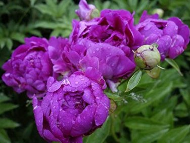10 Pcs Precious China Peony Flower Bonsai Potted Flowers