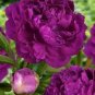 10 Pcs Precious China Peony Flower Bonsai Potted Flowers
