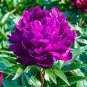 10 Pcs Precious China Peony Flower Bonsai Potted Flowers
