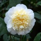 100 Pcs Available Many Varieties Camellia Flores Potted Plants