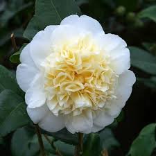 100 Pcs Available Many Varieties Camellia Flores Potted Plants