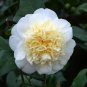 100 Pcs Available Many Varieties Camellia Flores Potted Plants