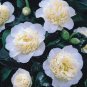 100 Pcs Available Many Varieties Camellia Flores Potted Plants