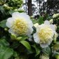 100 Pcs Available Many Varieties Camellia Flores Potted Plants