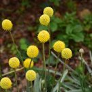 30 Pcs Craspedia Globosa Billy Button Flower Potted Plants Home Garden 30 Pcs Craspedia Globosa Billy Button Flower Potted Plants Home Garden