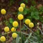 30 Pcs Craspedia Globosa Billy Button Flower Potted Plants Home Garden