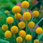 30 Pcs Craspedia Globosa Billy Button Flower Potted Plants Home Garden