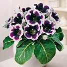 100 Pcs Gloxinia Bonsai Sinningia Gloxinia Flower Bonsai