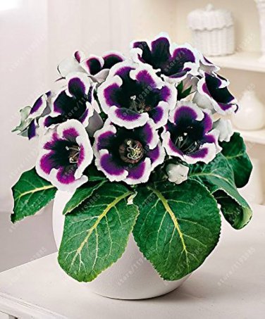 100 Pcs Gloxinia Bonsai Sinningia Gloxinia Flower Bonsai