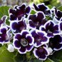 100 Pcs Gloxinia Bonsai Sinningia Gloxinia Flower Bonsai