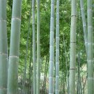 40 Pcs MOSO Bamboo Huge Mao Bamboo Bonsai