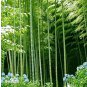 40 Pcs MOSO Bamboo Huge Mao Bamboo Bonsai