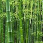 40 Pcs MOSO Bamboo Huge Mao Bamboo Bonsai