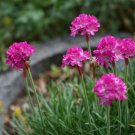 100 Pcs Rare Armeria Maritima Bonsai - Sea Thrift