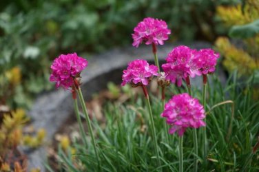 100 Pcs Rare Armeria Maritima Bonsai - Sea Thrift