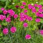 100 Pcs Rare Armeria Maritima Bonsai - Sea Thrift