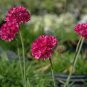 100 Pcs Rare Armeria Maritima Bonsai - Sea Thrift