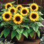 30 Pcs Mini Multi-Colored Dwarf Sunflower Bonsai Perennial Flower Bonsai