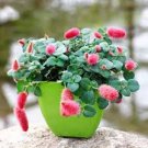 100 Pcs Acalypha Hispida Bonsai Chenille Plant Red-Hot Cattail Beautiful