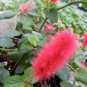 100 Pcs Acalypha Hispida Bonsai Chenille Plant Red-Hot Cattail Beautiful