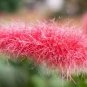 100 Pcs Acalypha Hispida Bonsai Chenille Plant Red-Hot Cattail Beautiful