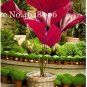 100 Pcs Purple Travelers Palm Flores Bonsai