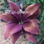 100 Pcs Purple Travelers Palm Flores Bonsai