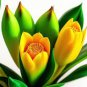 50 Pcs Thailand Pink Curcuma Bonsai Also Called Siam Tulip Rare Flower Bonsai