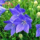 100 Pcs Blue Balloon Flower Bonsai Platycodon Grandiflorus Perennial Bonsai Flower Bonsai
