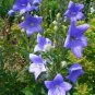 100 Pcs Blue Balloon Flower Bonsai Platycodon Grandiflorus Perennial Bonsai Flower Bonsai