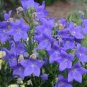 100 Pcs Blue Balloon Flower Bonsai Platycodon Grandiflorus Perennial Bonsai Flower Bonsai