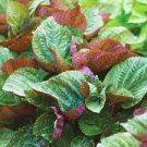 100 Pcs Bi-Coloured Salad Perilla Shiso