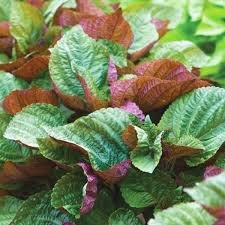 100 Pcs Bi-Coloured Salad Perilla Shiso
