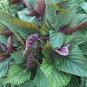 100 Pcs Bi-Coloured Salad Perilla Shiso