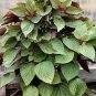 100 Pcs Bi-Coloured Salad Perilla Shiso