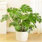 100 Pcs Philodendron Bonsai, Vine Leaf