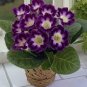 100 Pcs Climbing Gloxinia Bonsai Perennial Flowering Plants