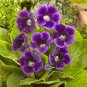 100 Pcs Climbing Gloxinia Bonsai Perennial Flowering Plants