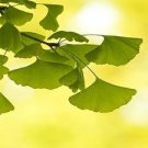 100 Pcs Rare Best Ginkgo Tree African Outdoor Bright Tree