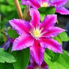 100 Pcs Clematis Flowers, Mixed Clematis Flores