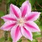 100 Pcs Clematis Flowers, Mixed Clematis Flores