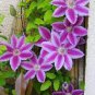 100 Pcs Clematis Flowers, Mixed Clematis Flores