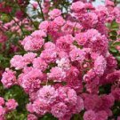 100 Pcs Rose multiflora Nana Perpetua 'Garden Party' Hardy Shrub Bonsai 100 Pcs Rose multiflora Nana Perpetua 'Garden Party' Hardy Shrub Bonsai